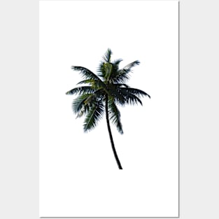 Coconut Palm Posters and Art